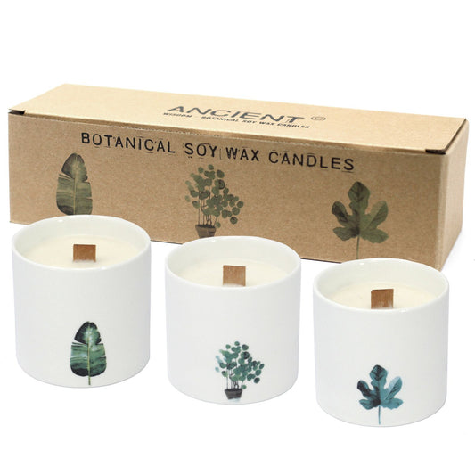 Grandi candele botaniche - Viola palustre