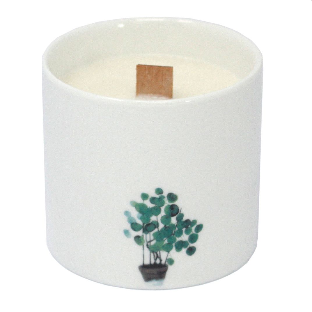 Grandi candele botaniche - Gelsomino selvatico